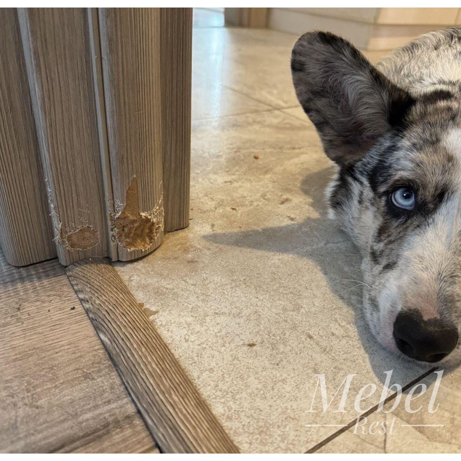 dvernoj-proem-postradal-ot-sobachki